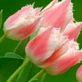 Tulipes - Fleurs - FB Timeline  11 
