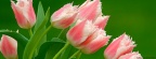 Tulipes - Fleurs - FB Timeline  11 