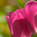 Tulipes - Fleurs - FB Timeline  12 
