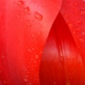 Tulipes - Fleurs - FB Timeline  14 