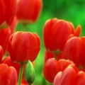 Tulipes - Fleurs - FB Timeline  15 