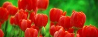 Tulipes - Fleurs - FB Timeline  15 