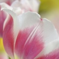 Tulipes - Fleurs - FB Timeline  16 