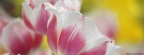 Tulipes - Fleurs - FB Timeline  16 