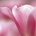 Tulipes - Fleurs - FB Timeline  17 