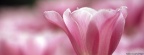 Tulipes - Fleurs - FB Timeline  17 