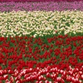 Tulipes - Fleurs - FB Timeline  19 