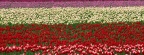 Tulipes - Fleurs - FB Timeline  19 