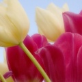 Tulipes_-_Fleurs_-_FB_Timeline__20_.jpg