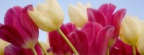 Tulipes - Fleurs - FB Timeline  20 