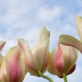 Tulipes - Fleurs - FB Timeline  21 