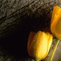 Tulipes - Fleurs - FB Timeline  22 
