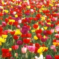Tulipes - Fleurs - FB Timeline  2 