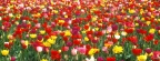 Tulipes - Fleurs - FB Timeline  2 
