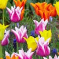 Tulipes - Fleurs - FB Timeline  3 