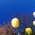 Tulipes - Fleurs - FB Timeline  4 