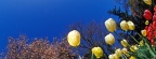 Tulipes - Fleurs - FB Timeline  4 