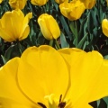 Tulipes - Fleurs - FB Timeline  5 