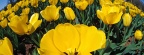 Tulipes - Fleurs - FB Timeline  5 