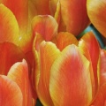 Tulipes - Fleurs - FB Timeline  8 