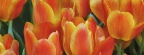 Tulipes - Fleurs - FB Timeline  8 