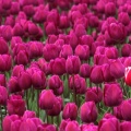 Tulipes - Fleurs - FB Timeline  9 