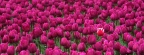 Tulipes - Fleurs - FB Timeline  9 