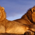 Lion - FB Cover 2 (9)