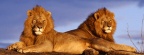 Lion - FB Cover 2 (9)