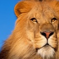 Lion - FB Cover 2 (4)