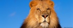 Lion - FB Cover 2 (4)