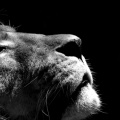 Lion - FB Cover 2 (2)