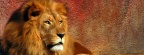 Lion - FB Cover 2 (1)