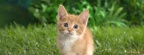 Chat - FB Couverture (10)