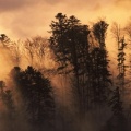 Forêt dans la brume, Vosges, France - Facebook Cover
