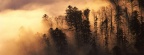 Forêt dans la brume, Vosges, France - Facebook Cover