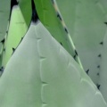 Timeline - Agave Plant
