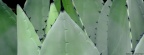 Timeline - Agave Plant