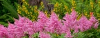 Timeline - Astilbe Garden, Washington