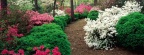 Timeline - Azaleas and Boxwood