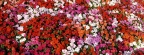 Timeline - Bed of Impatiens