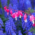 Timeline - Bleeding Hearts Among Grape Hyacinths, Keukenhof Gardens, Lisse, Holland.jpg