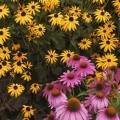 Timeline - Brown-Eyed Susans and Purple Cone Flowers