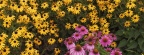 Timeline - Brown-Eyed Susans and Purple Cone Flowers