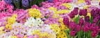Timeline - Chrysanthemum and Tulip Garden