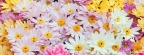 Timeline - Colorful Chrysanthemums