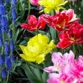 Timeline - Colorful Tulips and Grape Hyacinths, Keukenhof Gardens, Lisse, Holland