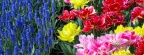 Timeline - Colorful Tulips and Grape Hyacinths, Keukenhof Gardens, Lisse, Holland