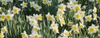 Timeline - Daffodils