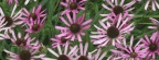 Timeline - Echinacea